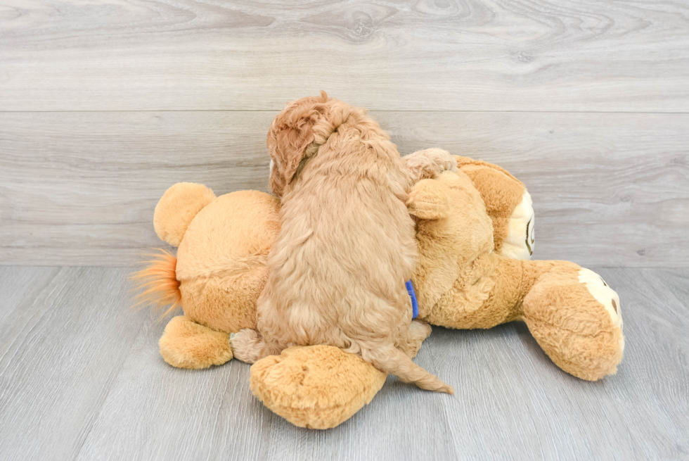 Petite Cavapoo Poodle Mix Pup