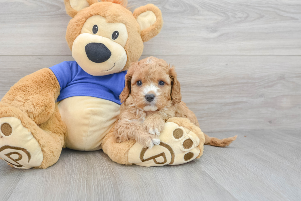 Small Cavapoo Baby