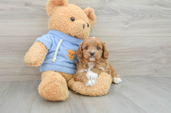 Cavapoo Pup Being Cute