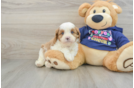 Funny Cavapoo Poodle Mix Pup