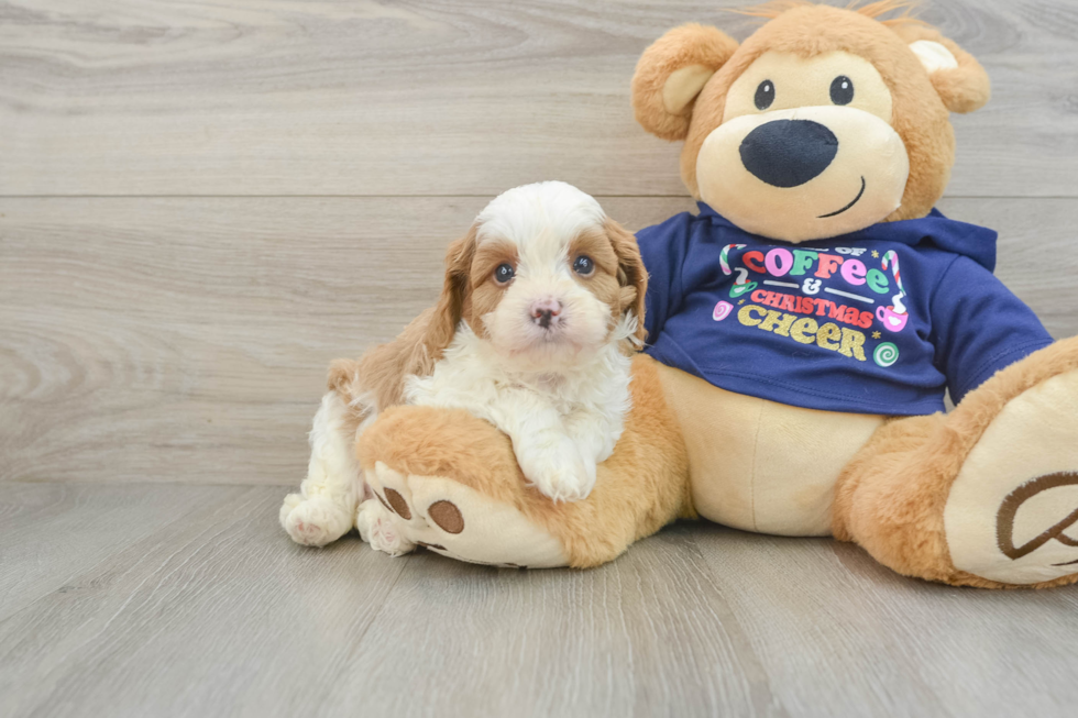 Funny Cavapoo Poodle Mix Pup