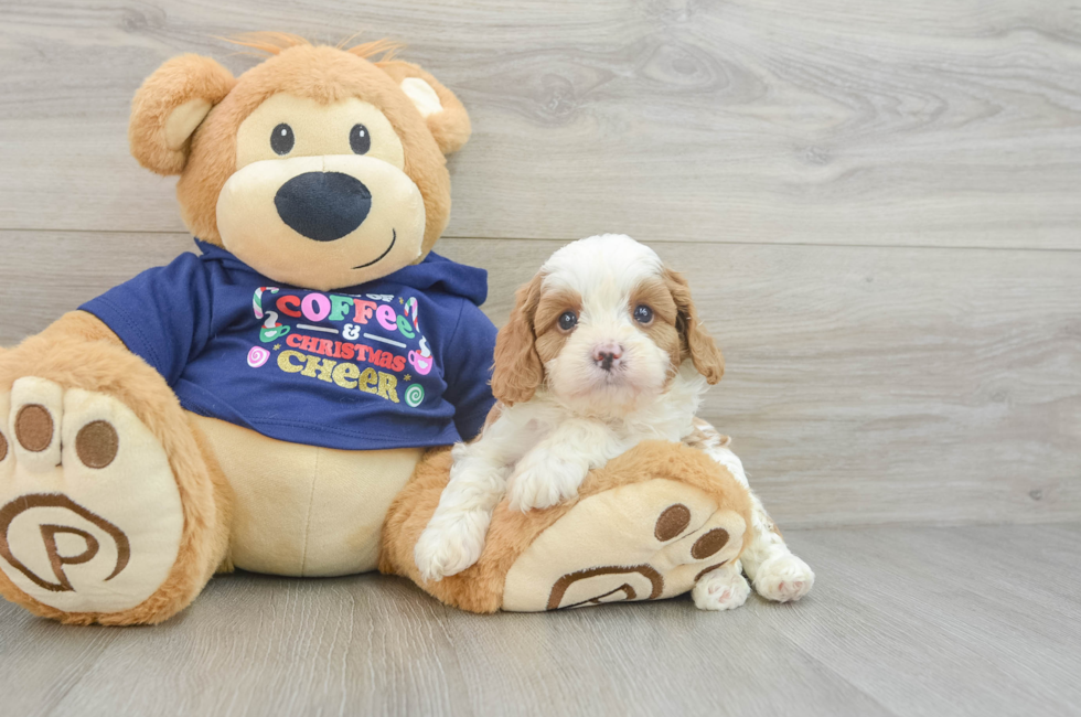 5 week old Cavapoo Puppy For Sale - Lone Star Pups