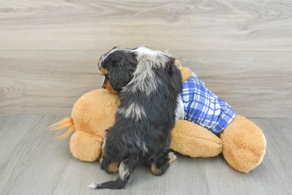 Cavapoo Pup Being Cute