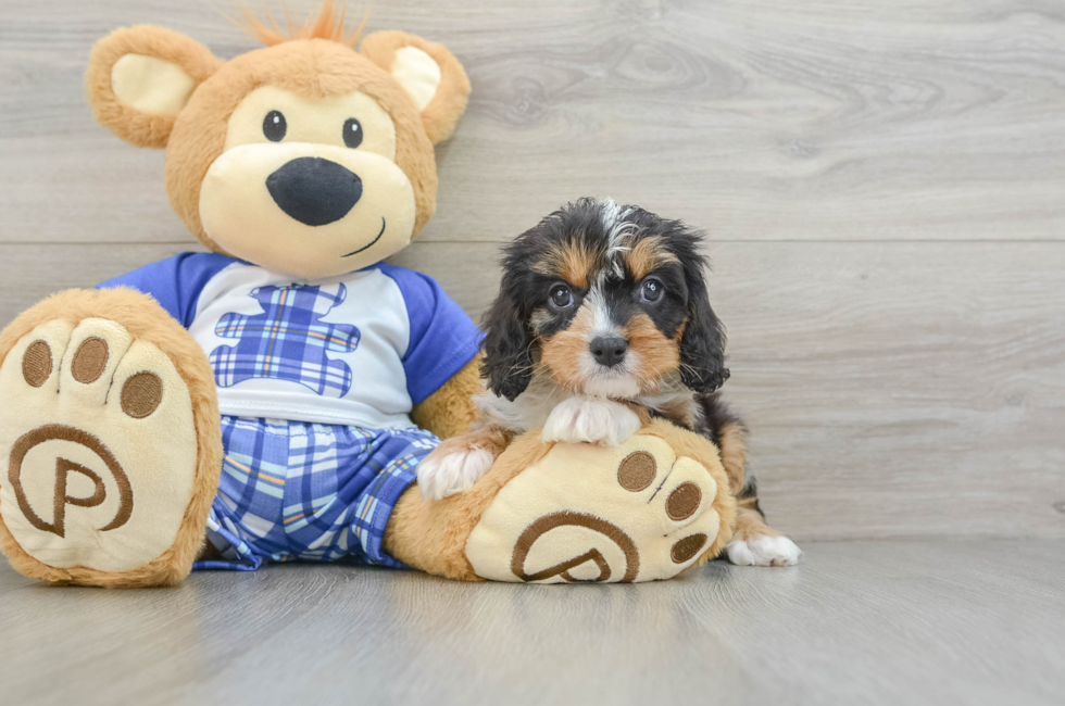 6 week old Cavapoo Puppy For Sale - Lone Star Pups