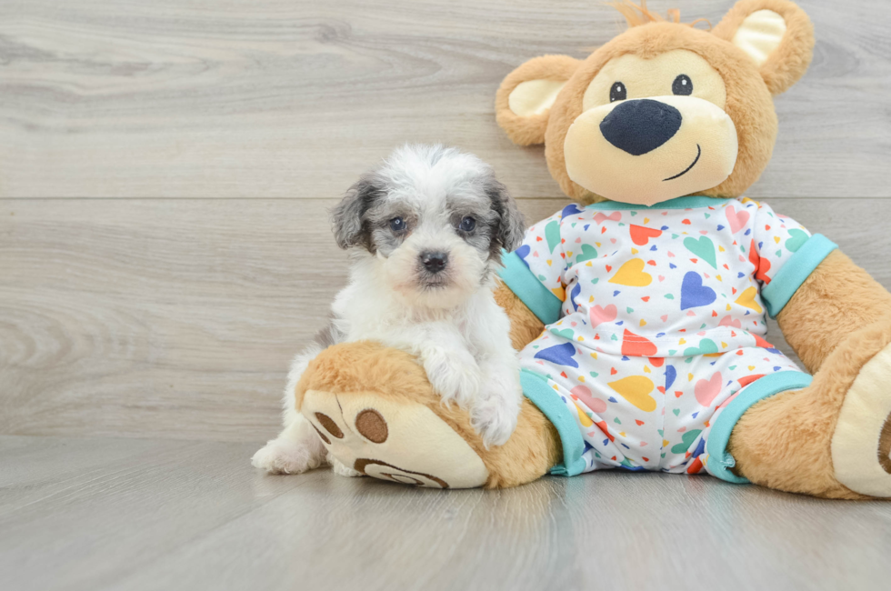 7 week old Cavapoo Puppy For Sale - Lone Star Pups