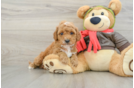 Best Cavapoo Baby