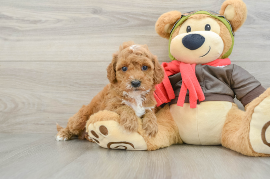 Best Cavapoo Baby