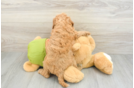 Best Cavapoo Baby