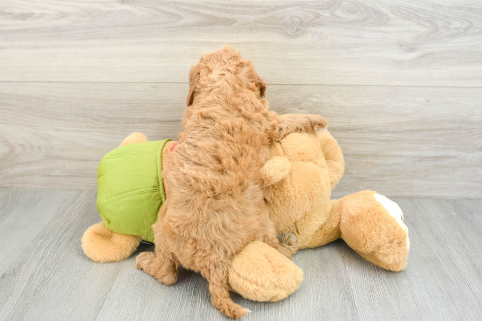 Best Cavapoo Baby