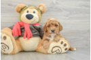 Adorable Cavalier King Charles Spaniel and Poodle Mix Poodle Mix Puppy