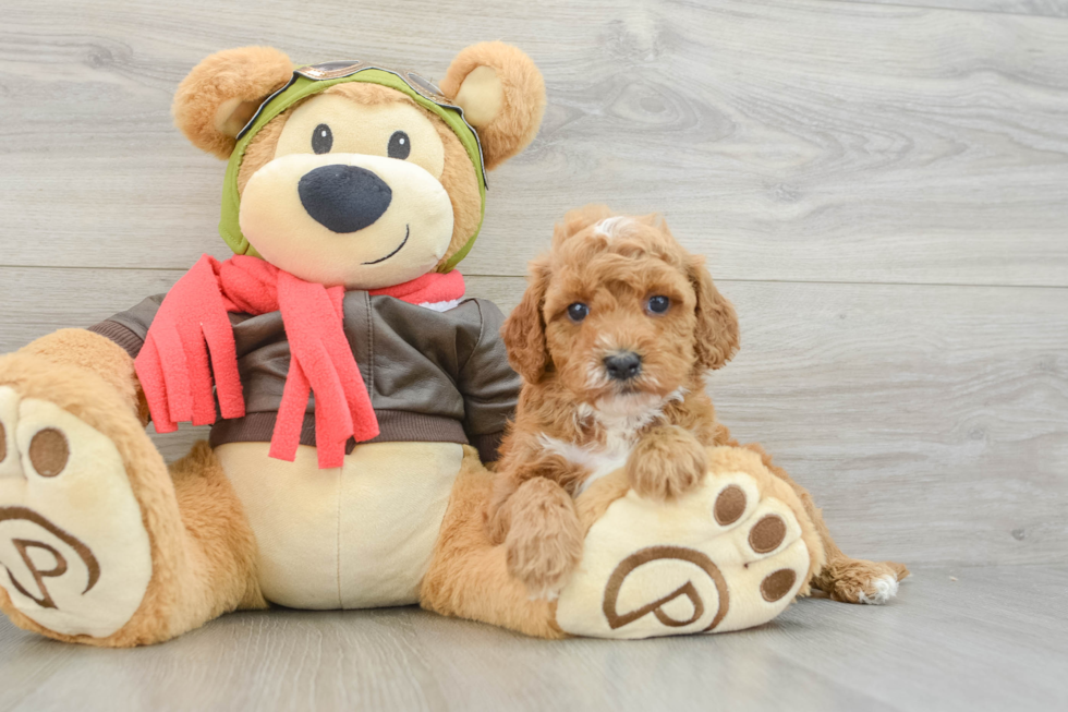 Adorable Cavalier King Charles Spaniel and Poodle Mix Poodle Mix Puppy