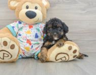 8 week old Cavapoo Puppy For Sale - Lone Star Pups