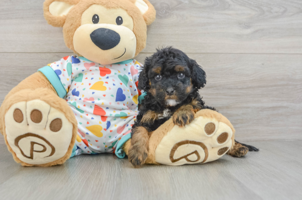 7 week old Cavapoo Puppy For Sale - Lone Star Pups