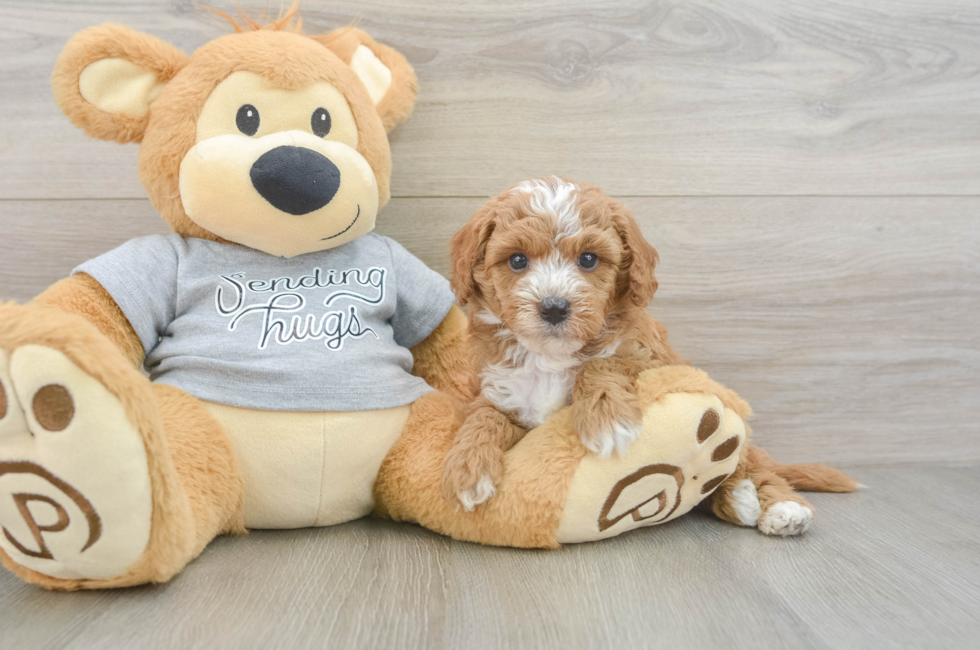 5 week old Cavapoo Puppy For Sale - Lone Star Pups