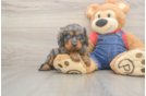 Petite Cavapoo Poodle Mix Pup