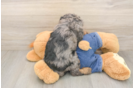 Fluffy Cavapoo Poodle Mix Pup