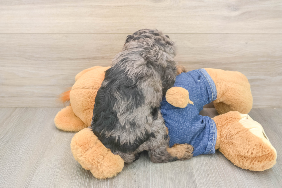 Fluffy Cavapoo Poodle Mix Pup