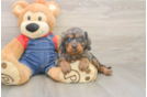 Cavapoo Pup Being Cute