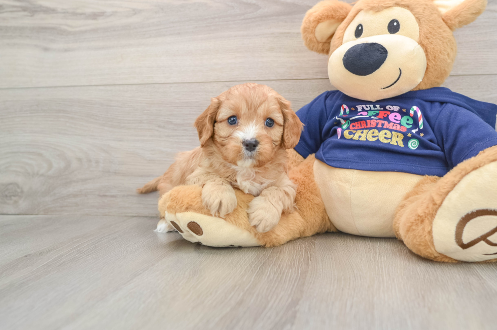 5 week old Cavapoo Puppy For Sale - Lone Star Pups