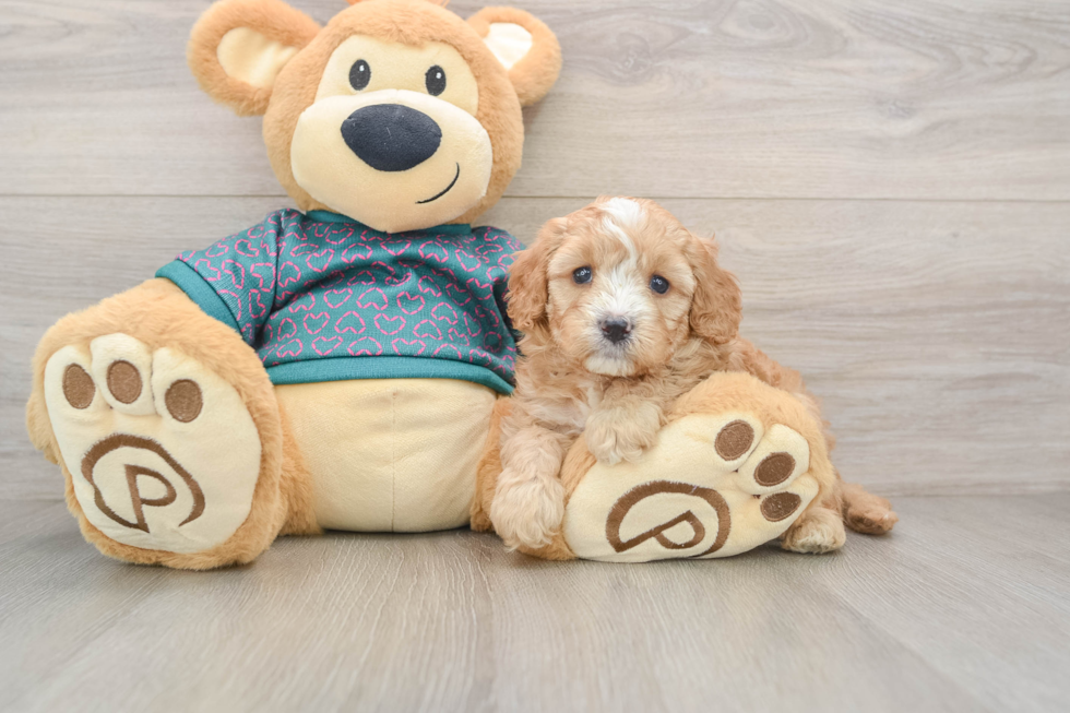 Smart Cavapoo Poodle Mix Pup