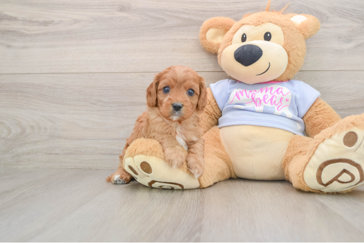 Cavapoo Puppy for Adoption