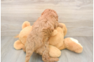 Happy Cavapoo Baby