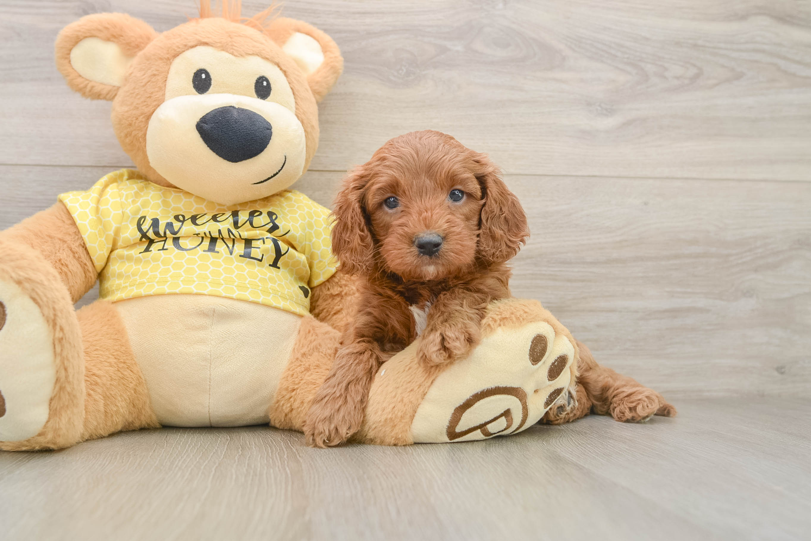 Adorable Cavalier King Charles Spaniel and Poodle Mix Poodle Mix Puppy