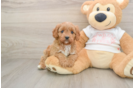 Adorable Cavalier King Charles Spaniel and Poodle Mix Poodle Mix Puppy