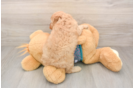 Energetic Cavoodle Poodle Mix Puppy