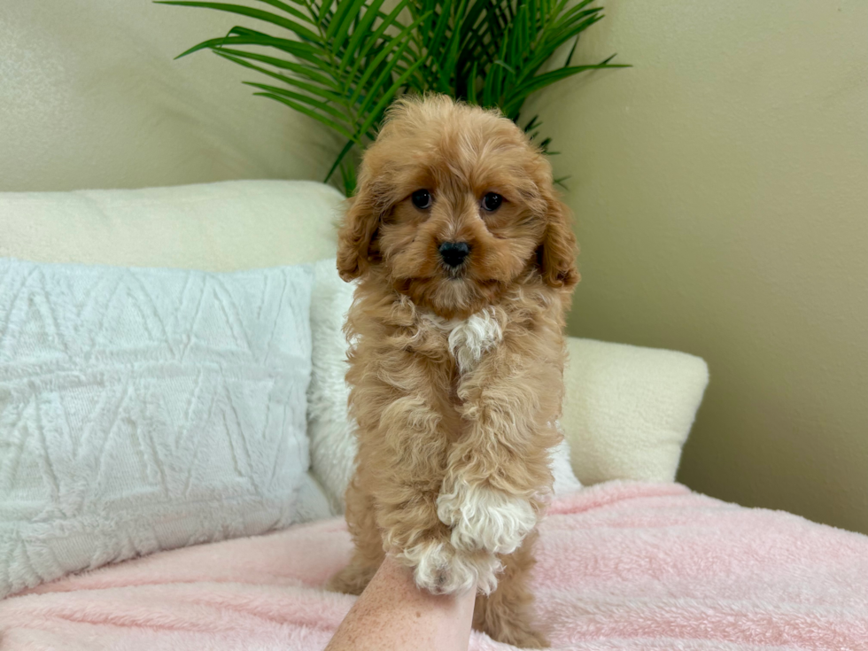 Cute Cavapoo Baby