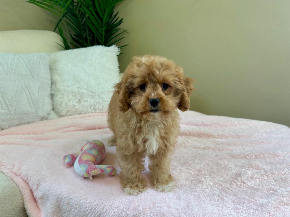 Cute Cavapoo Baby