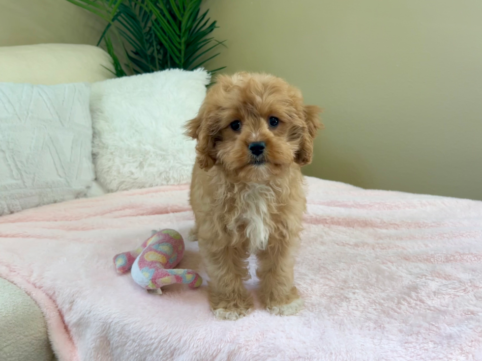 Cute Cavapoo Baby