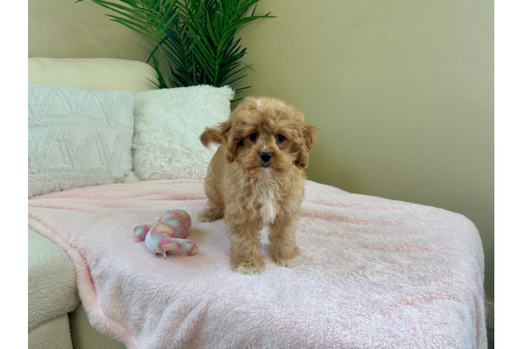 Cute Cavapoo Baby