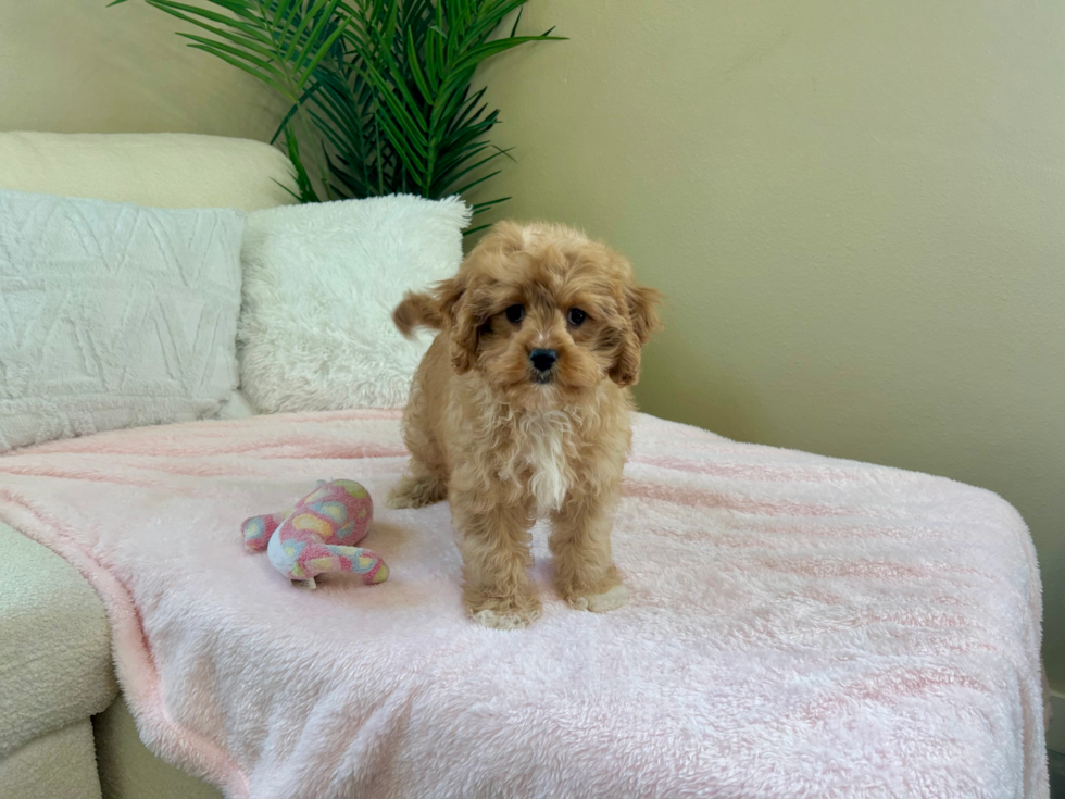 Cute Cavapoo Baby