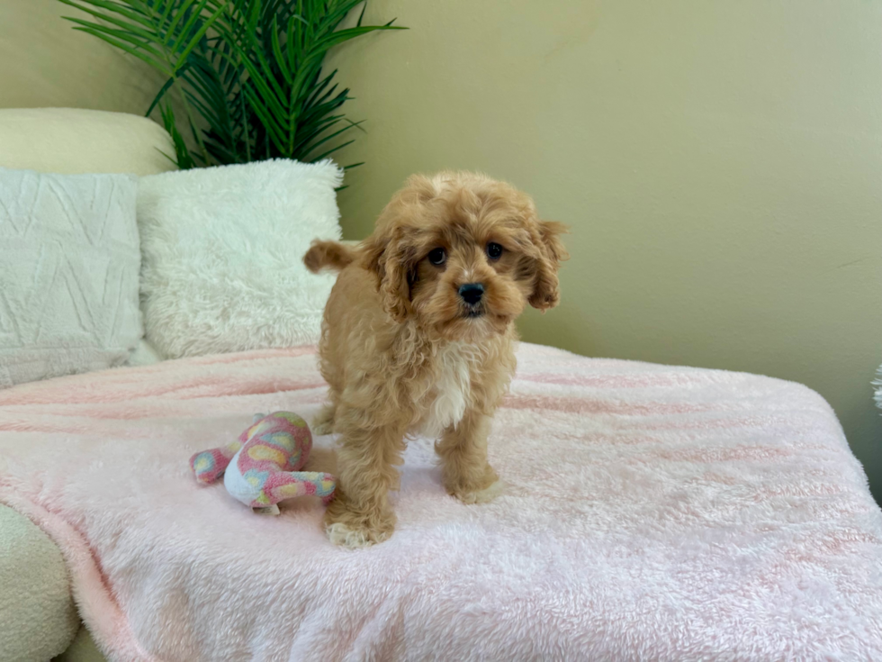 Cavapoo Pup Being Cute