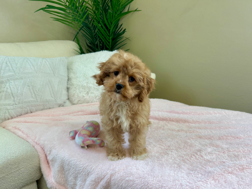 Best Cavapoo Baby