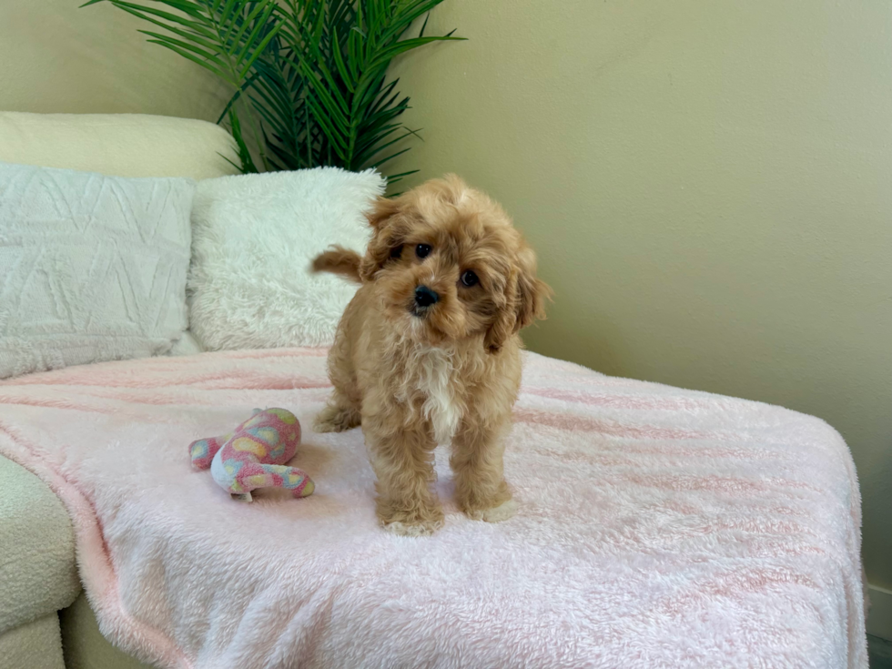 Cute Cavapoo Baby