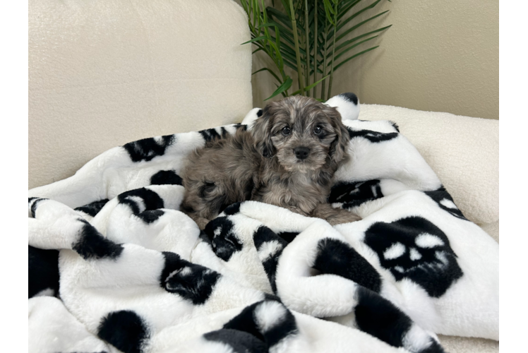 Cute Cavapoo Poodle Mix Pup