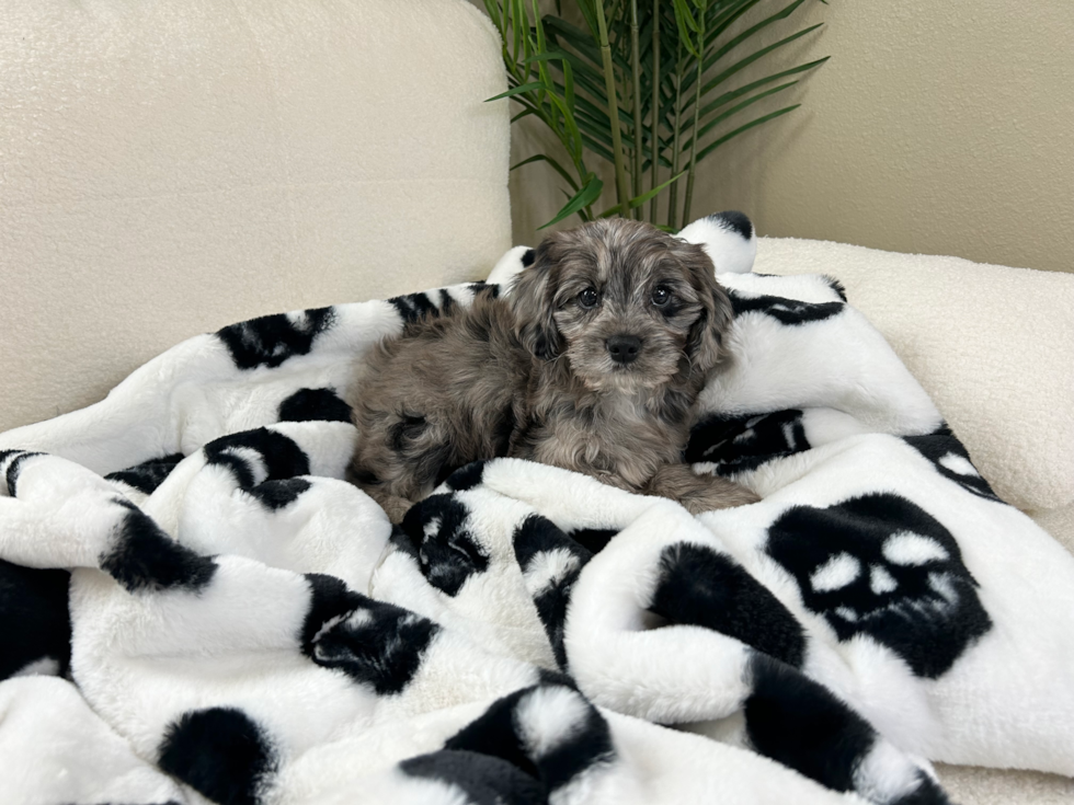 Cute Cavapoo Poodle Mix Pup