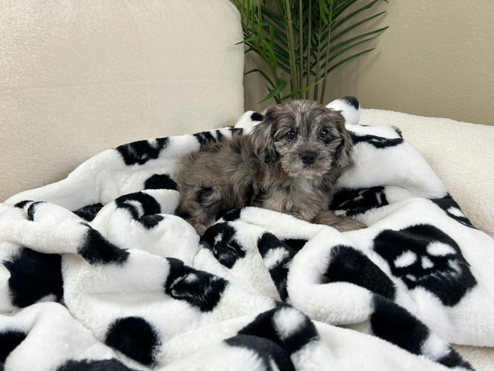 Cute Cavapoo Poodle Mix Pup