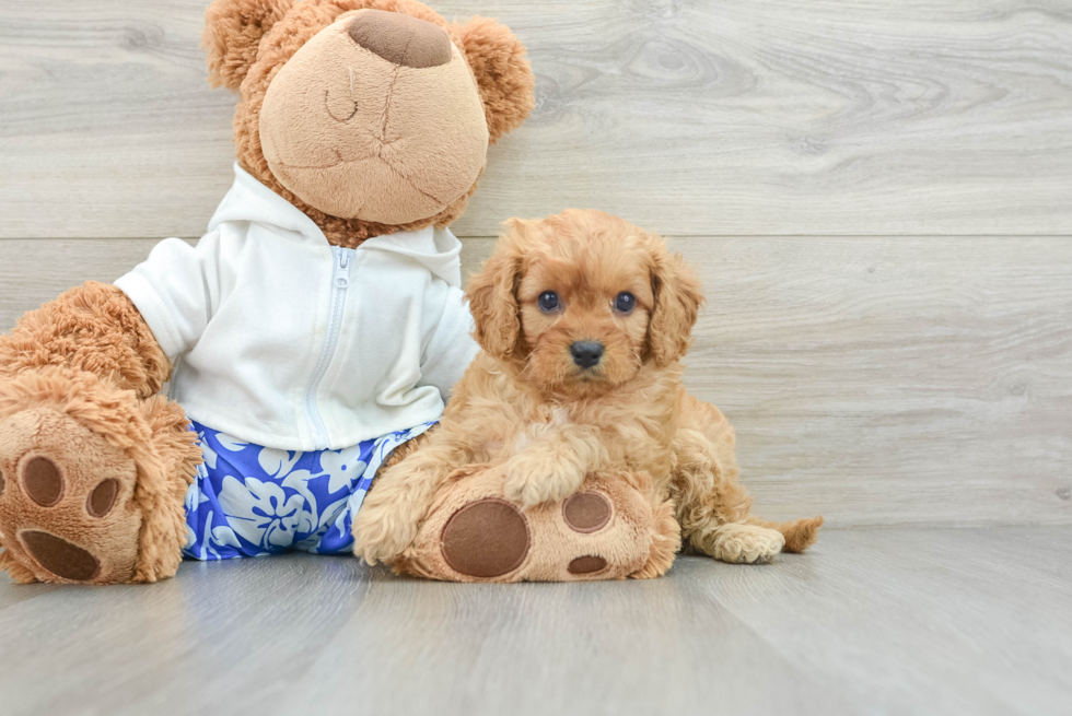 Cavapoo Pup Being Cute