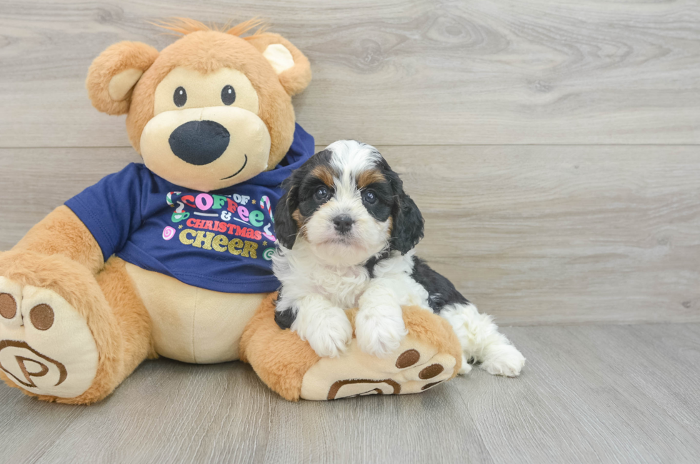 5 week old Cavapoo Puppy For Sale - Lone Star Pups