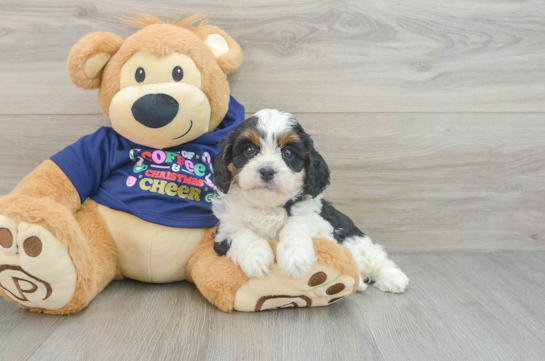 Cavapoo Pup Being Cute