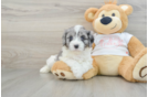 Popular Cavapoo Poodle Mix Pup