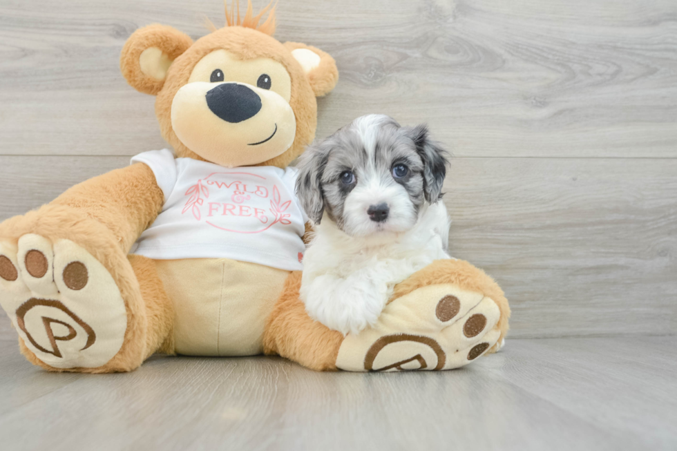 Cavapoo Pup Being Cute