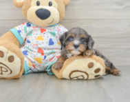 8 week old Cavapoo Puppy For Sale - Lone Star Pups