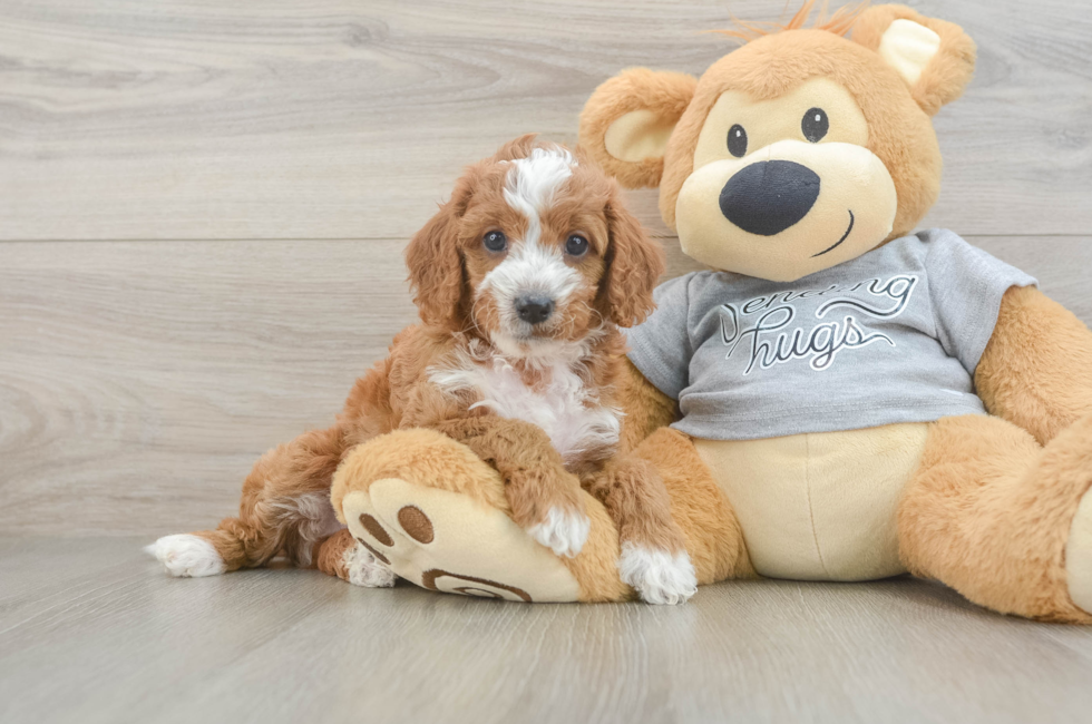 5 week old Cavapoo Puppy For Sale - Lone Star Pups