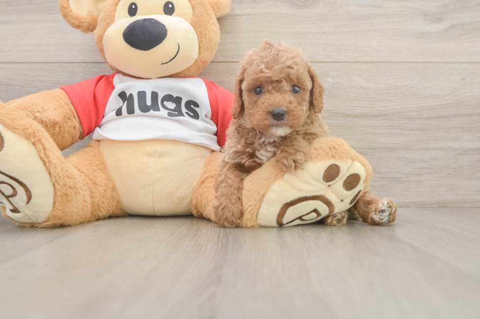 5 week old Cavapoo Puppy For Sale - Lone Star Pups