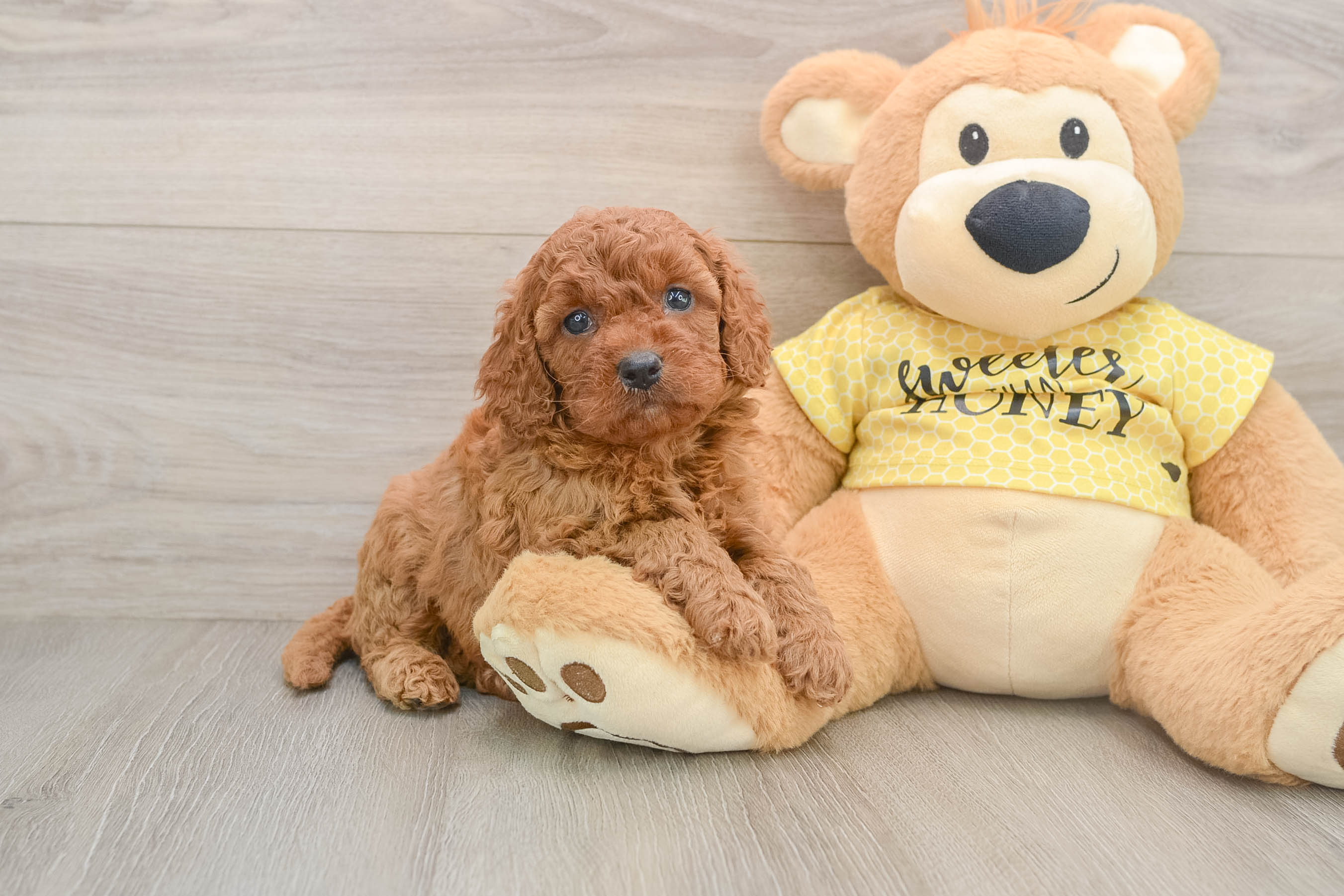 Cavapoo Pup Being Cute