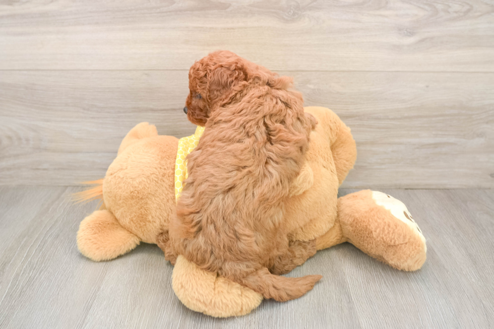 Best Cavapoo Baby